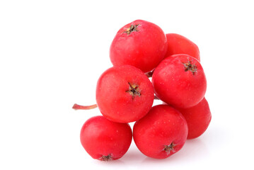Rowan berries (Sorbus aucuparia) isolated closeup.