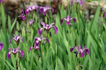 Keuken spatwand met foto Purple Japanese water iris flowers © JohnatAPW