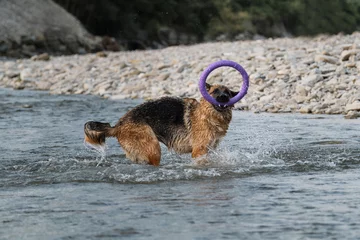 Fotobehang Active walking and playing with dog in the water. German Shepherd of black and red color is fun and actively playing in river with blue ring for pets. © Ekaterina