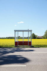 Empty bus stop near the flowering yellow field on a sunny day