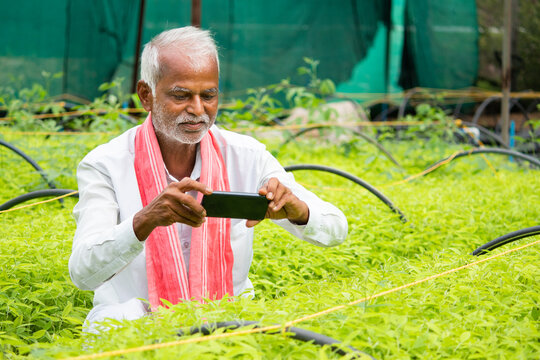 Farmer capturing photos of crop saplings or plants at greenhouse or polyhouse to check about plant gowth or pest on internet - concept of farmer using technology, internet and smartphone