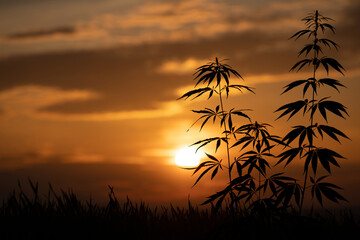 cannabis plant on a background of sunset and orange sky