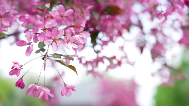 Close-up view 4k stock video footage of blooming fresh pretty delicate pink flowers growing on spring trees outdoors in city park. Abstract natural video background