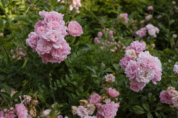 Rosen in pink und grün mit zahlreichen Blüten