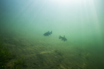 Underwater photo of beautiful landscape ih the lake with two big fishes. 
