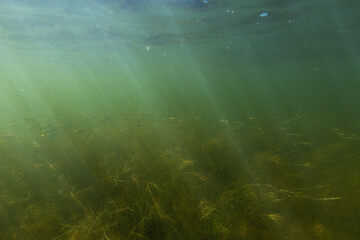 Underwater photo of beautiful landscape with small fishes and magic light. From scuba dive in the...
