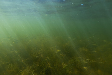 Fototapeta na wymiar Underwater photo of beautiful landscape with small fishes and magic light. From scuba dive in the Baltic sea.