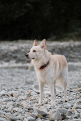 Spend time with dog by the water. White fluffy large mongrel stands on rocky bank of river and looks carefully ahead. Half breed of Siberian husky and white Swiss shepherd.