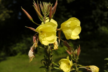 Gelbe, stattliche Nachtkerzen bei voller Blüte im Juli, Oenothera