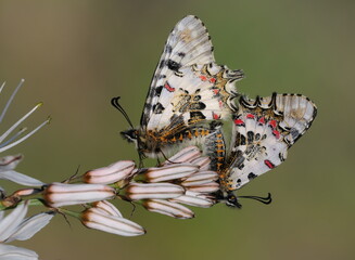 Eastern Festoon Butterfly