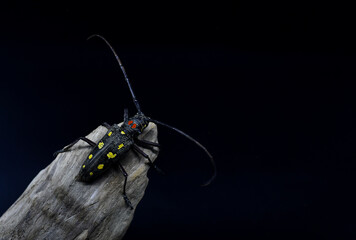 Batocera rubus is a species of beetle in the family Cerambycidae