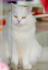 white Maine coon mix persian cat