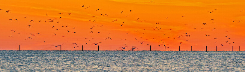 Gulls heading to roost