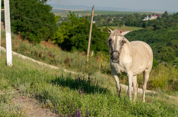 horse on a meadow, on village background