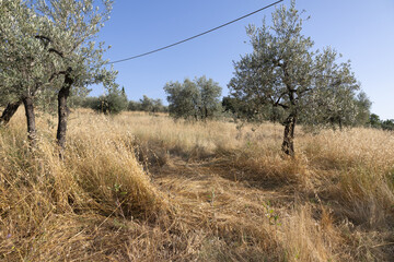 Typische Landschaft in der Toskana Postkartenmotiv