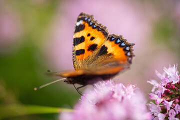 butterfly in the organic garden