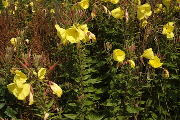 Gelbe, stattliche Nachtkerzen bei voller Blüte im Juli, Oenothera