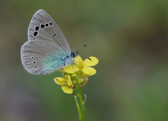 Green-underside Blue Butterfly 