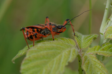 Assassin thread-legged bug (Rhynocoris iracundus)
