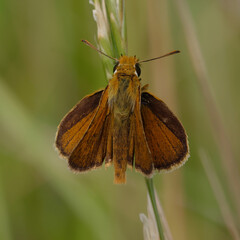 Lulworth skipper (Thymelicus acteon) on a plant