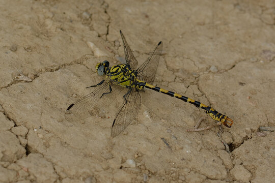 Small pincertail or Green-eyed hook-tailed dragonfly (Onychogomphus forcipatus)