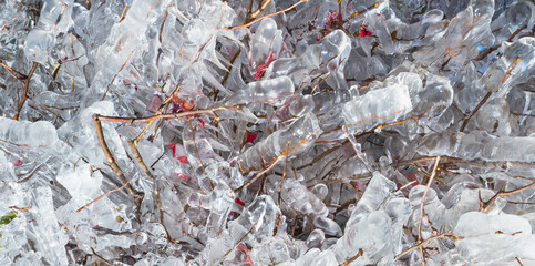 Planta com flores coberta de gelo no inverno do sul do Brasil.