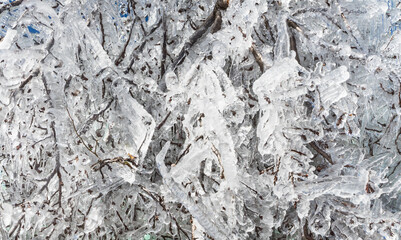 Galhos de árvore congelados no inverno do sul Brasil.