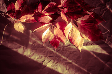 Wonderful colorful red and yellow autumn ivy leaves on paper textured at sunbeams in shady studio close upper view. Dark toned photo