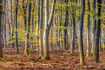 Beech trees in hazy autumn forest