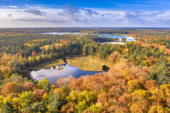 Aerial view of lakes in autumnal forest