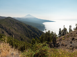 Tenerife, Teide volcano, mountain, Teide national park. Forests and mountains above the clouds.