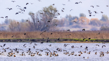 Flock of migrating Eurasian teal