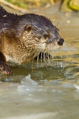 Eurasischer Fischotter (Lutra lutra)