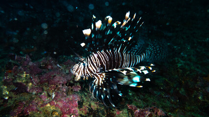 Lion fish in murky water
