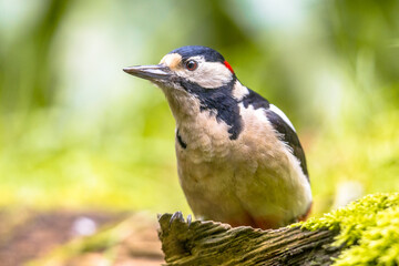 Great spotted woodpecker in portrait