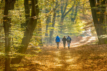 People on Walkway in hazy autumn forest