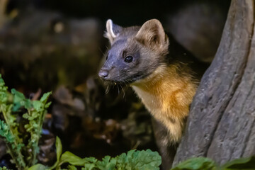 Portrait of Pine marten in forest at night