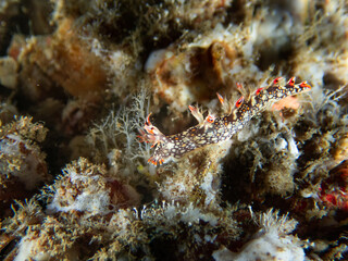 Fototapeta na wymiar Bornella Anguilla nudibranch