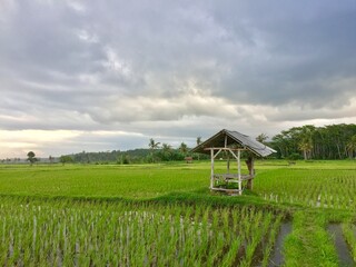 A hut is located between rice fields and corn fields. This hut is used by farmers to rest