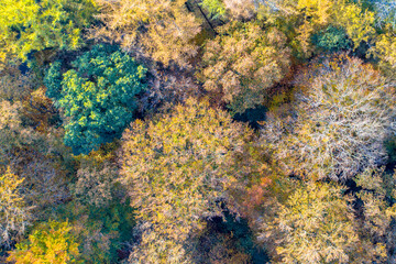 aerial view of autumn forest with colorful foliage
