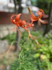 orange flower in the garden
