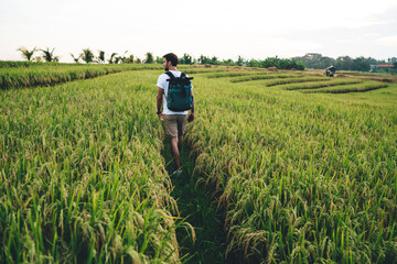 Anonymous backpacker walking on path between rice fields in countryside