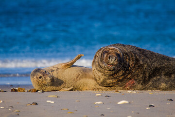 Kegelrobben (Halichoerus grypus) auf Helgoland, Paarung von Kegelrobben
