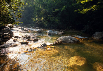 Amazing scenic view forest with river on background green trees in the morning or evening rays of the sun