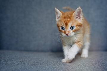 Cute little ginger tabby kitten sitting on the couch