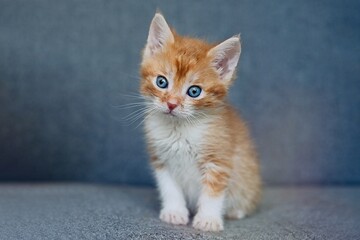 Fototapeta na wymiar Cute little ginger tabby kitten sitting on the couch
