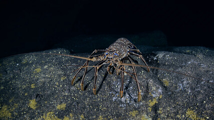 Canary Islands Landscape Nature Wild Places Underwater World