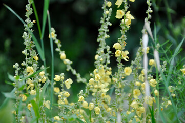 Wild small yellow field flower
