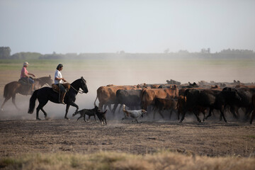 Cattle rancho in argentina