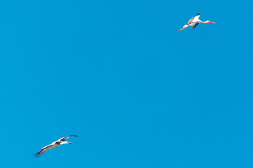 Crane flying in the blue sky